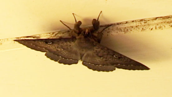 The Moth's Under-carriage